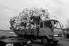 chinoiseries-en-noir-et-blanc-photos-de-shanghai-charles-guy-14 thumbnail