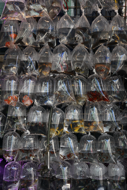 Poissons en sachets à Hong Kong - Photo Charles Guy