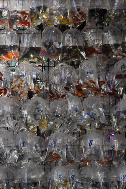 Poissons en sachets à Hong Kong - Photo Charles Guy