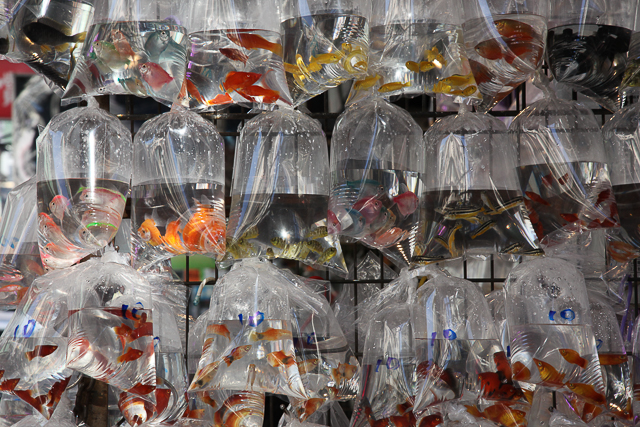 Poissons en sachets à Hong Kong - Photo Charles Guy