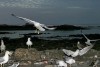 photo-sud-maroc-essaouira-par-charles-guy-13 thumbnail