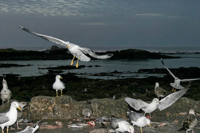 Essaouira - Mogador - Sud marocain - Photo de Charles GUY