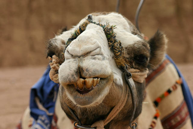 Dans l'Atlas - Sud marocain - Photo de Charles GUY