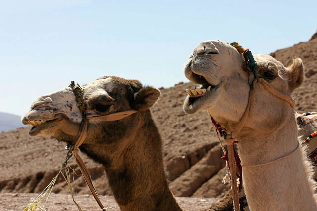 Dans l'Atlas - Sud marocain - Photo de Charles GUY